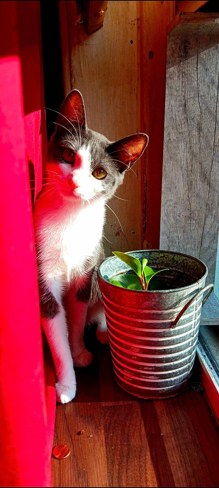 Annamae joined the competition — help win amazing prizes! cat, curious, red_curtain, sunlight, gray_and_white_fur, plant, metal_bucket, wooden_floor, wooden_wall, indoor, pet, whiskers, ears, paws, green_leaves, shadow, natural_light, cozy, domestic, window
