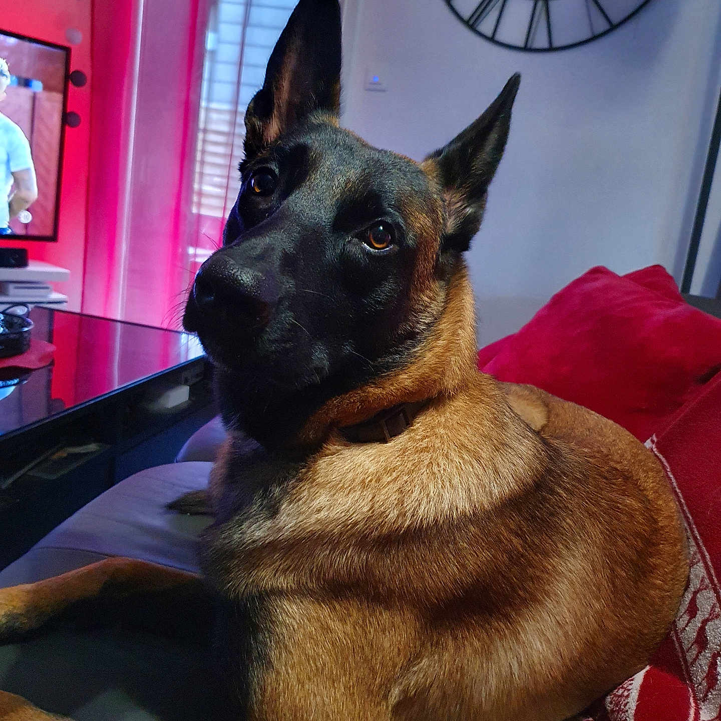 Pelops a rejoint le concours — aidez-le/la à gagner de superbes lots ! animal, architecture, building, canine, computerhardware, dog, electronics, furniture, germanshepherd, hardware, indoors, livingroom, monitor, person, pet, policedog, puppy, room, screen, tv