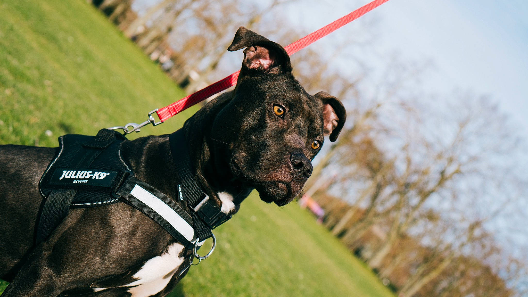 Patch a rejoint le concours — aidez-le/la à gagner de superbes lots ! canidae, carnivore, collar, companion_dog, dog, dog_breed, dog_collar, dog_supply, fashion_accessory, giant_dog_breed, grass, guard_dog, leash, pet_supply, plant, sky, snout, sporting_group, tree, working_animal