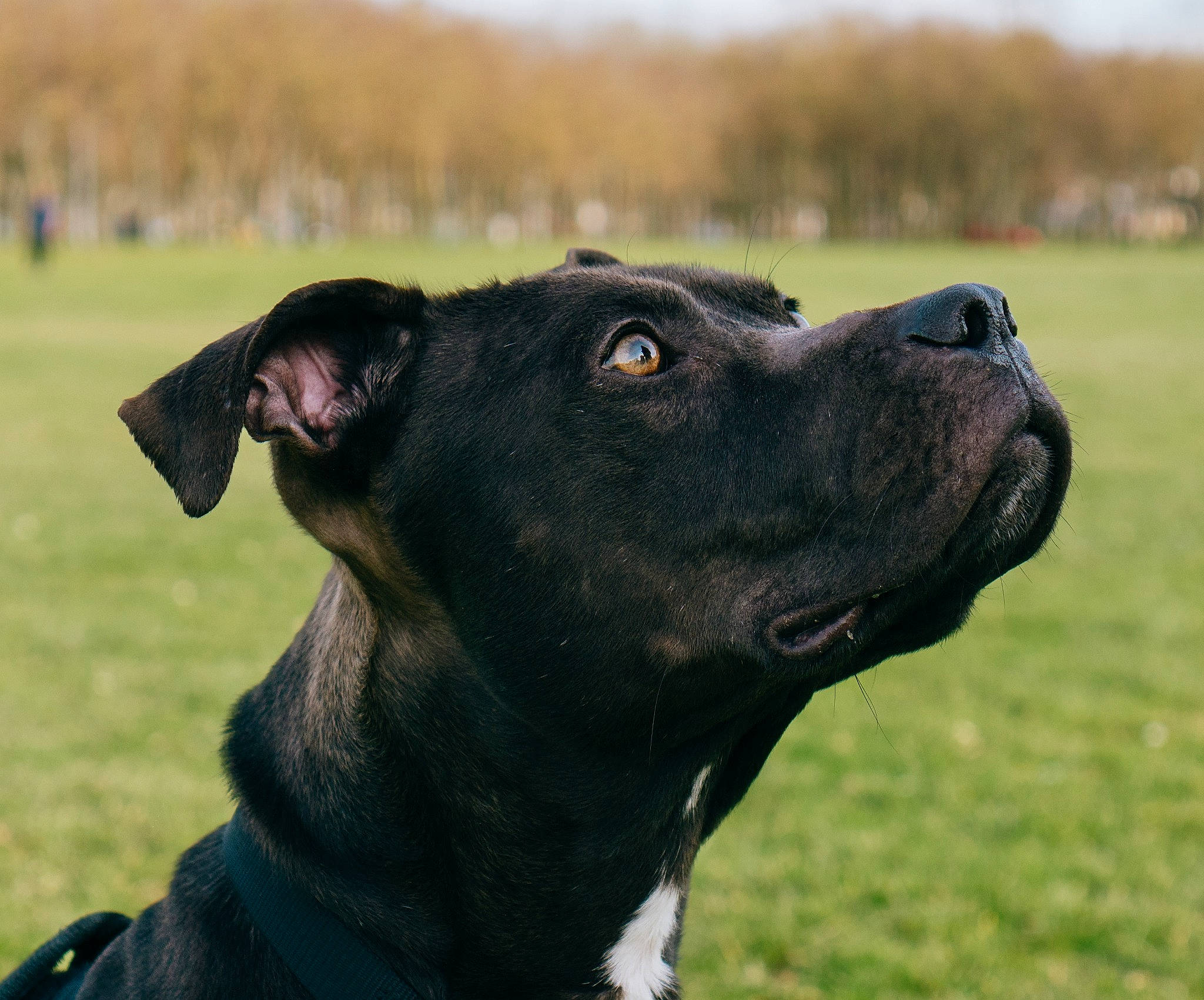 Patch participe au concours pour gagner de l'argent avec cette photo : canidae, carnivore, collar, companion_dog, dog, dog_breed, dog_collar, fashion_accessory, fawn, grass, grassland, guard_dog, hunting_dog, leash, non_sporting_group, plant, sporting_group, whiskers, working_animal, working_dog
