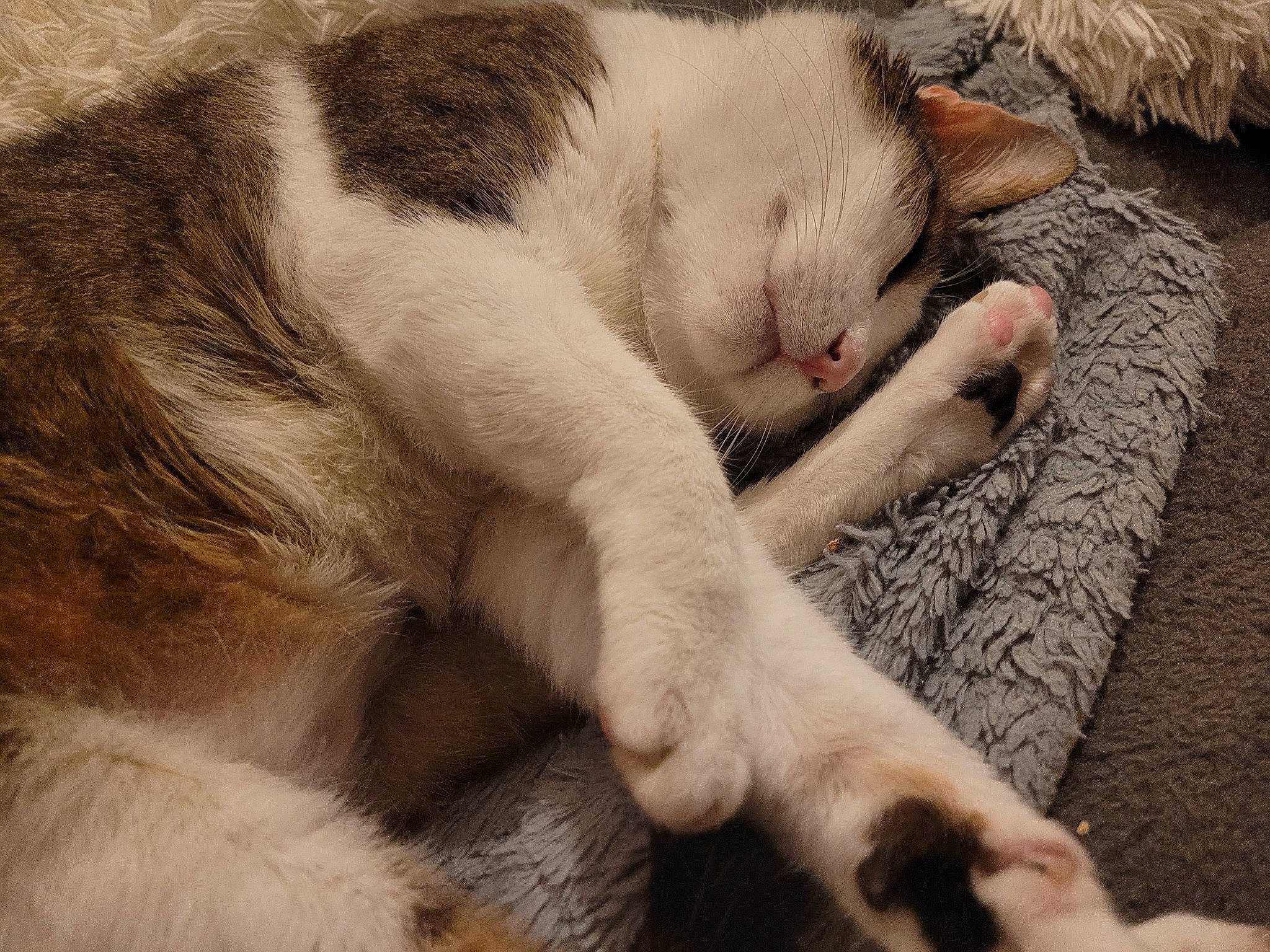 Nitro participe au concours pour gagner de l'argent avec cette photo : carnivore, cat, claw, comfort, domestic_short_haired_cat, eyelash, fawn, felidae, fur, nap, paw, sleep, small_to_medium_sized_cats, snout, tail, terrestrial_animal, whiskers