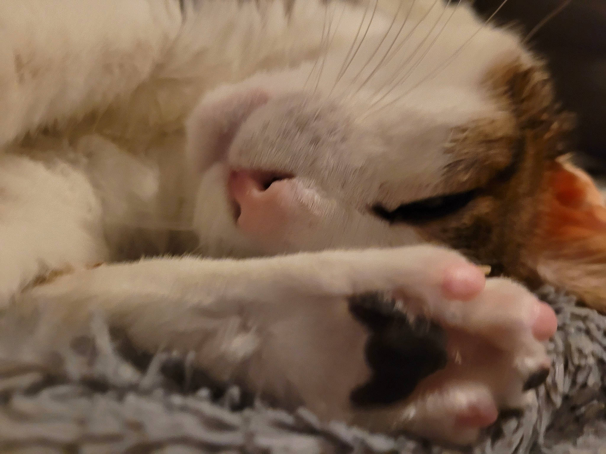 Nitro participe au concours pour gagner de l'argent avec cette photo : carnivore, cat, claw, comfort, fang, felidae, fur, nap, paw, sleep, small_to_medium_sized_cats, snout, terrestrial_animal, whiskers