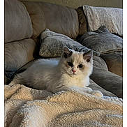 Remington is registered to the contest to win money with this photo: cat, kitten, pet, sofa, blanket, cushion, living_room, cozy, white_fur, fluffy, paws, whiskers, portrait, indoor, home, relaxed, plush, furniture, cute, soft_texture