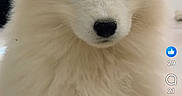 Aiko participe au concours pour gagner de l'argent avec cette photo : advertisement, animal, app_interface, comment_box, cute, dog, fluffy, indoors, like_button, mobile_phone, notification_icons, pet, portrait, profile_picture, puppy, screen, social_media, text_overlay, user_interface, white