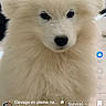 advertisement, animal, app_interface, comment_box, cute, dog, fluffy, indoors, like_button, mobile_phone, notification_icons, pet, portrait, profile_picture, puppy, screen, social_media, text_overlay, user_interface, white