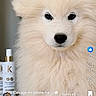 Aiko a rejoint le concours — aidez-le/la à gagner de superbes lots ! animal, app_interface, blurred_background, bottle, comment_box, cute, dog, domestic_animal, face, fluffy, fur, indoors, like_icon, pet, portrait, puppy, screenshot, social_media, text_overlay, white