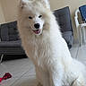 Aiko a rejoint le concours — aidez-le/la à gagner de superbes lots ! animal, chair, cushioned_chair, cute, dog, domestic, floor, fluffy, happy, home, indoor, pet, plastic_chair, rope_toy, samoyed, sitting, tile_floor, tongue_out, toy, white_fur