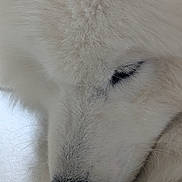 Aiko a rejoint le concours — aidez-le/la à gagner de superbes lots ! dog, white_dog, close_up, sleeping, fur, nose, pet, animal, peaceful, calm, soft_texture, whiskers, muzzle, indoors, portrait, cute, canine, resting, snout, fluffy