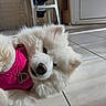 Aiko a rejoint le concours — aidez-le/la à gagner de superbes lots ! dog, white_dog, fluffy, pink_harness, lying_down, floor, tile_floor, indoor, natural_light, window, chair, household_items, pet, cute, relaxed, close_up, fur, domestic, canine, playful