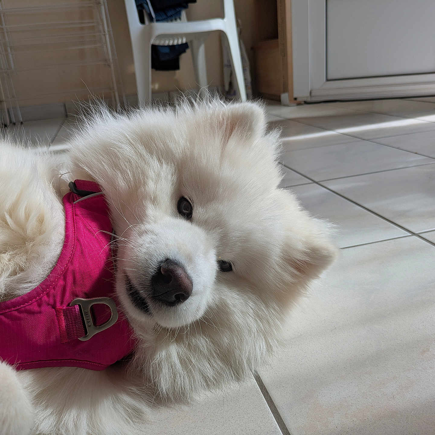 Aiko a rejoint le concours — aidez-le/la à gagner de superbes lots ! dog, white_dog, fluffy, pink_harness, lying_down, floor, tile_floor, indoor, natural_light, window, chair, household_items, pet, cute, relaxed, close_up, fur, domestic, canine, playful