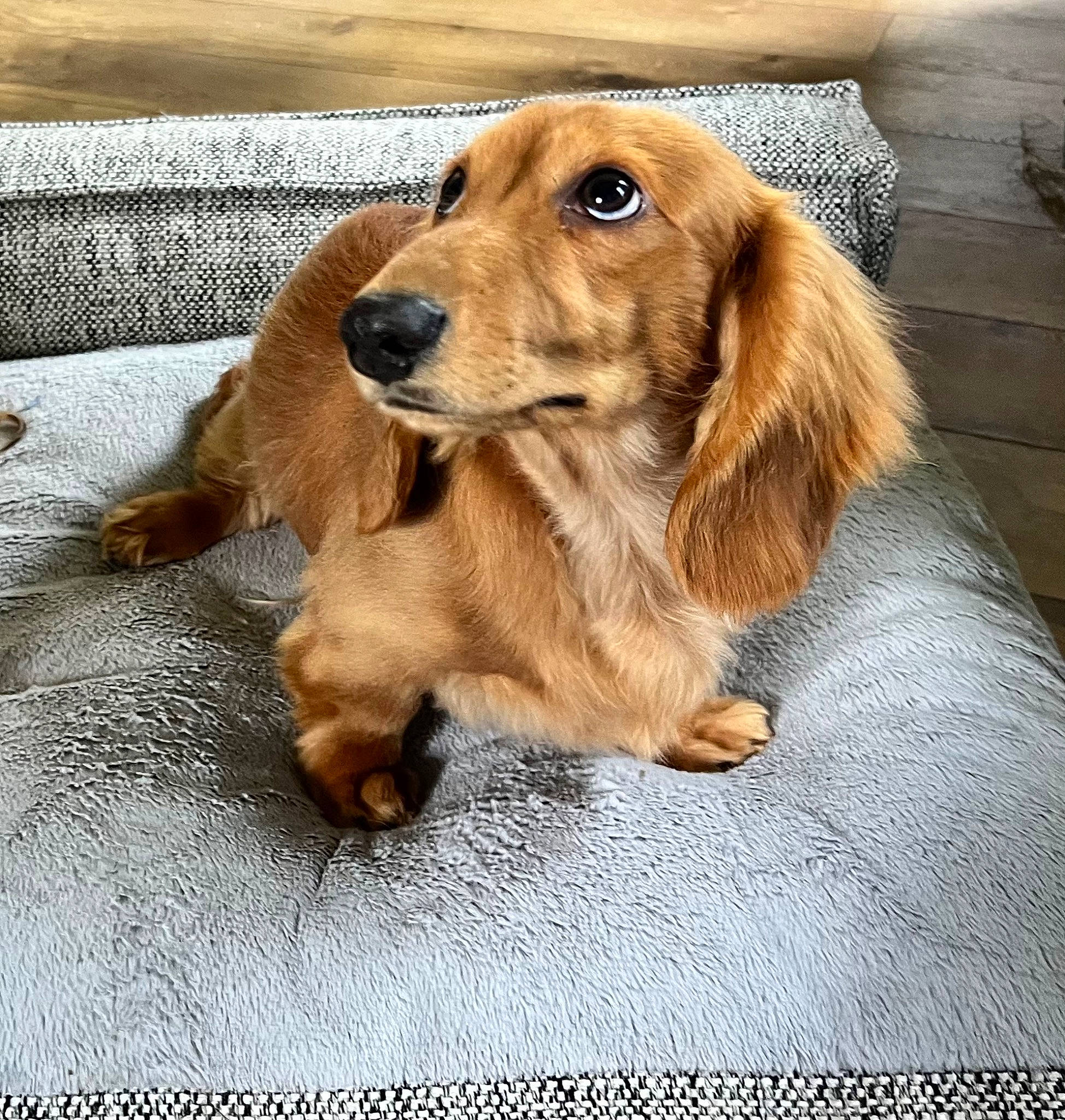 Bubby is registered to the contest to win money with this photo: canidae, carnivore, companion_dog, dog, dog_breed, dog_supply, fawn, fur, gun_dog, liver, paw, pet_supply, plant, puppy, sporting_group, whiskers, wood, working_animal