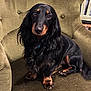 Spagh a rejoint le concours — aidez-le/la à gagner de superbes lots ! animal, black_fur, brown_fur, canine, chair, companion, cute, dachshund, dog, domestic_animal, fur, furniture, indoor, long_hair, looking_at_camera, paw, pet, portrait, relaxed, sitting