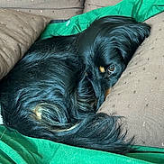 Spagh a rejoint le concours — aidez-le/la à gagner de superbes lots ! animal, black_dog, blanket, brown_cushion, close_up, companion, cozy, curled_up, cushion, dog, fur, green_blanket, indoor, long_fur, looking, pet_hair, relaxed, resting, sleepy, snuggled