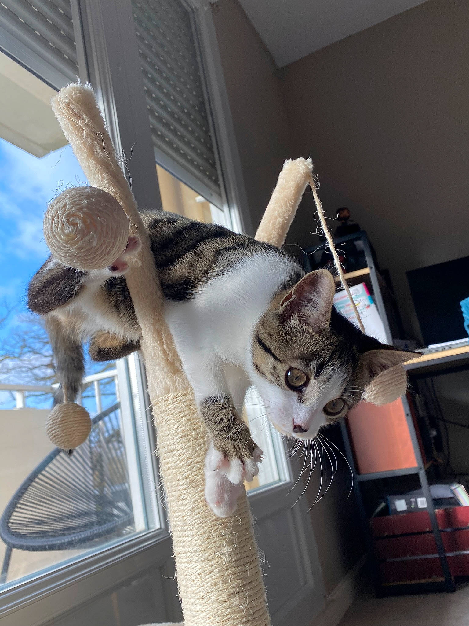 Nouméa a rejoint le concours — aidez-le/la à gagner de superbes lots ! bookcase, carnivore, cat, cat_supply, ceiling, chair, comfort, domestic_short_haired_cat, fawn, felidae, fur, interior_design, room, shelf, shelving, sky, small_to_medium_sized_cats, tail, whiskers, wood