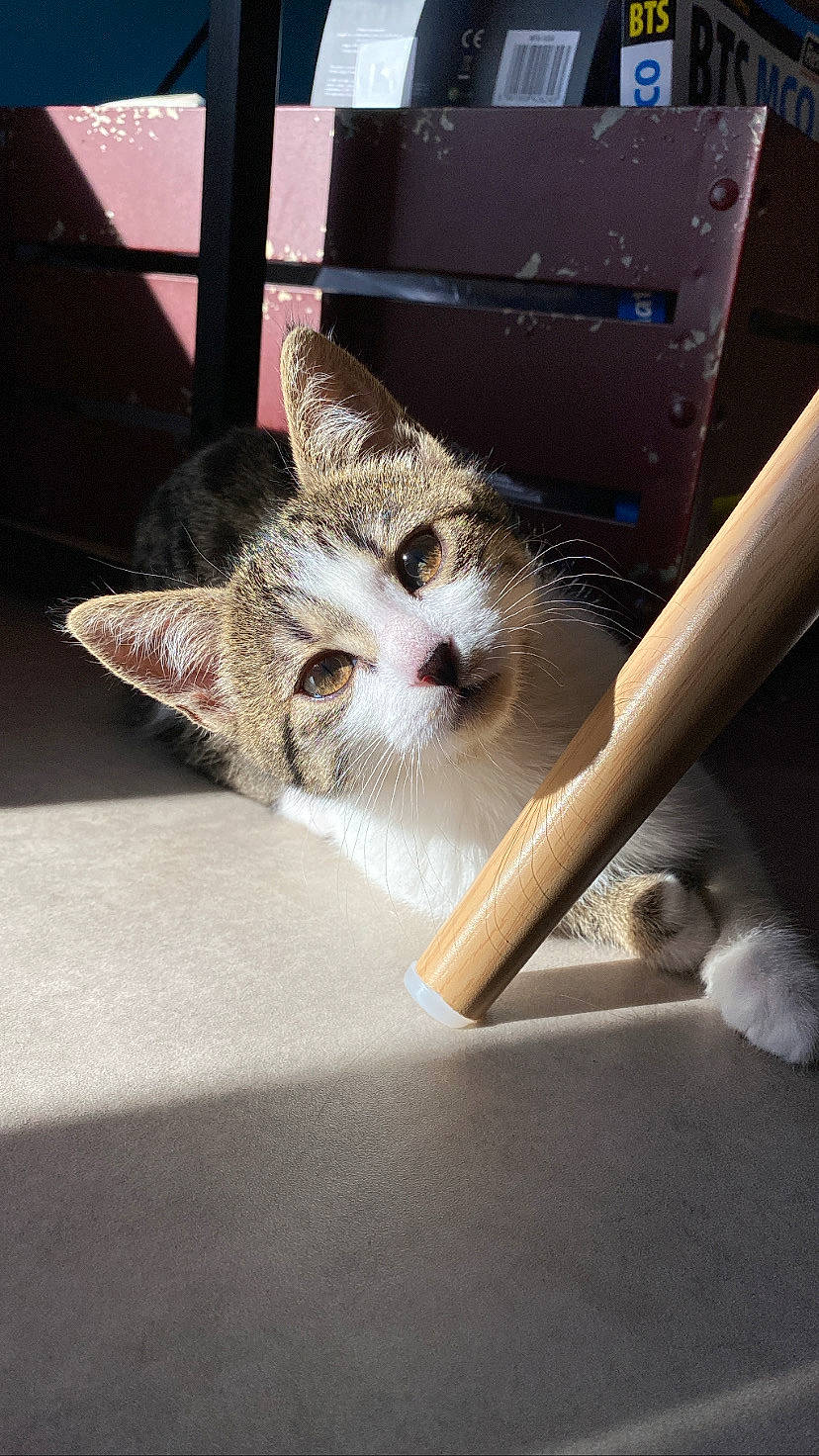 Nouméa a rejoint le concours — aidez-le/la à gagner de superbes lots ! box, carnivore, cat, claw, comfort, domestic_short_haired_cat, fawn, felidae, foot, fur, paw, small_to_medium_sized_cats, snout, tail, whiskers, wood