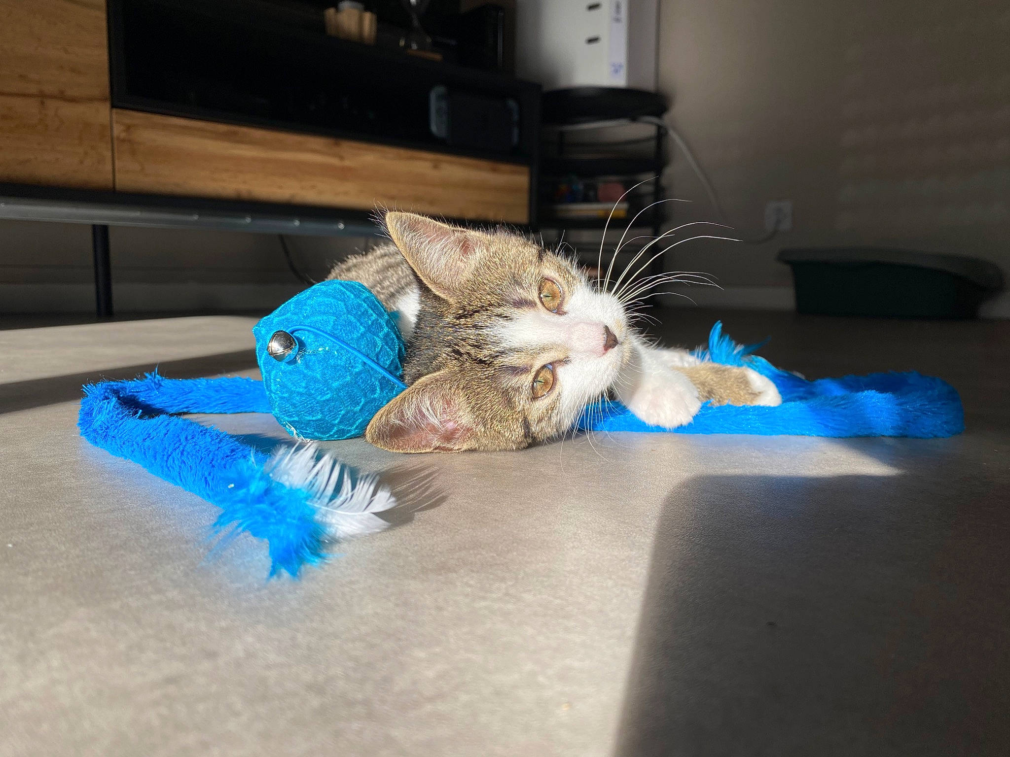 Nouméa a rejoint le concours — aidez-le/la à gagner de superbes lots ! canidae, carnivore, cat, claw, electric_blue, fashion_accessory, feather, felidae, flooring, fur, machine, paper, paw, small_to_medium_sized_cats, snout, tail, thread, welding, whiskers
