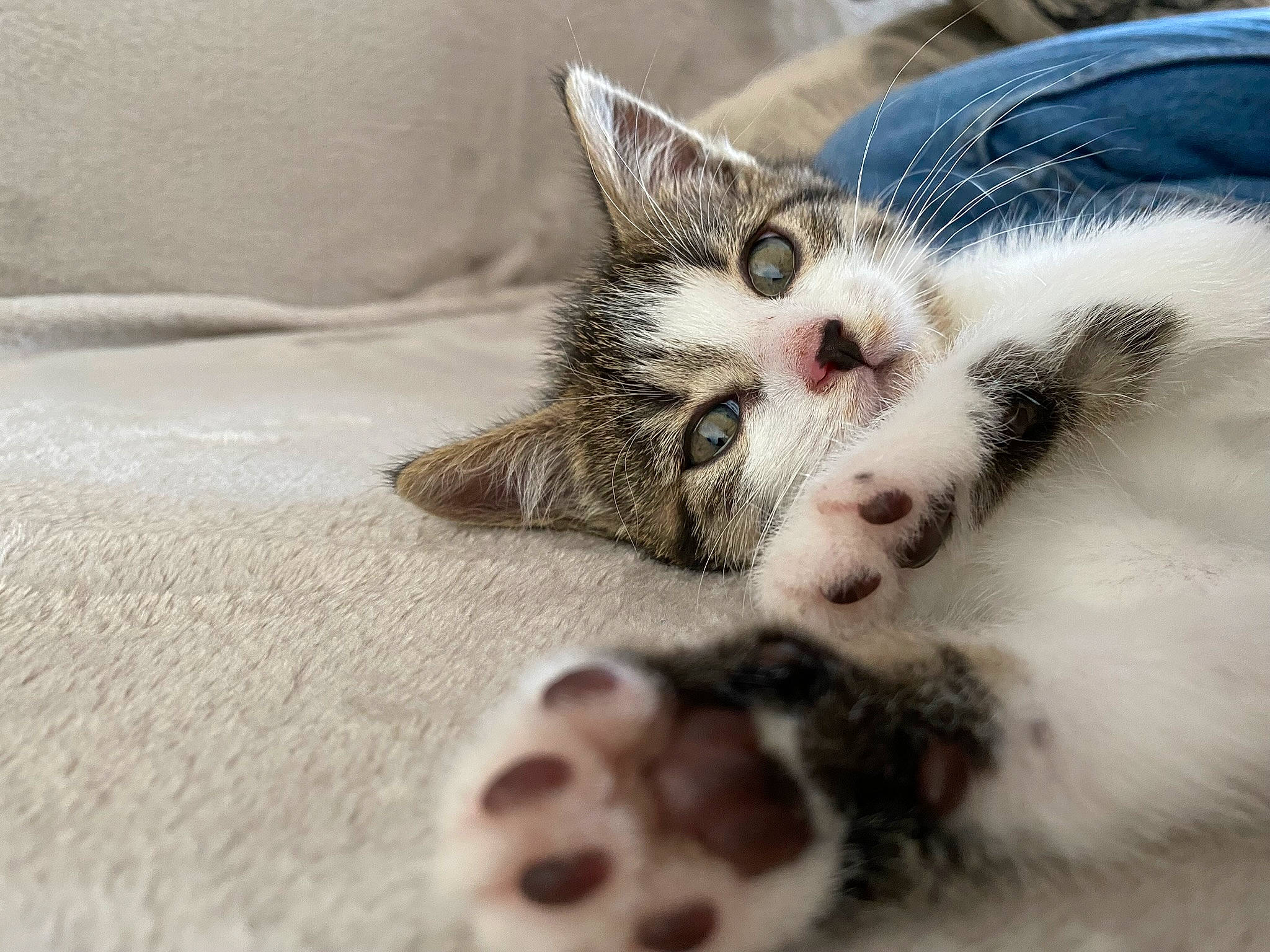 Nouméa a rejoint le concours — aidez-le/la à gagner de superbes lots ! carnivore, cat, claw, domestic_short_haired_cat, fawn, felidae, foot, fur, nap, paw, small_to_medium_sized_cats, snout, terrestrial_animal, whiskers, wildlife