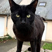 Dark participe au concours pour gagner de l'argent avec cette photo : black_cat, cat, animal, pet, outdoor, brick, whiskers, fur, yellow_eyes, close_up, curious, standing, moss, residential, building, roof, window, pavement, nature, daytime