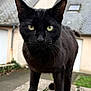 black_cat, cat, animal, pet, outdoor, brick, whiskers, fur, yellow_eyes, close_up, curious, standing, moss, residential, building, roof, window, pavement, nature, daytime