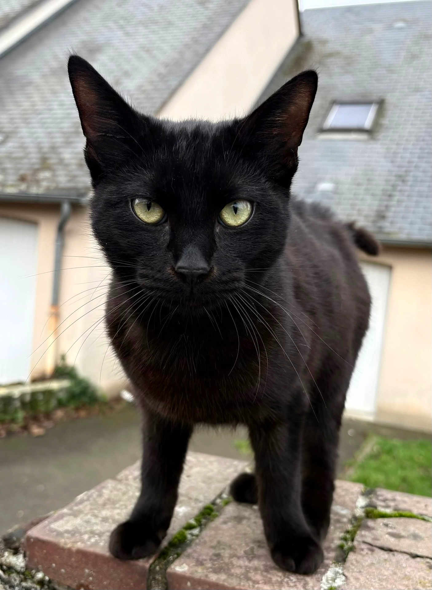 Dark participe au concours pour gagner de l'argent avec cette photo : black_cat, cat, animal, pet, outdoor, brick, whiskers, fur, yellow_eyes, close_up, curious, standing, moss, residential, building, roof, window, pavement, nature, daytime