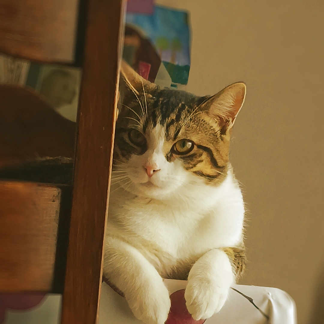 Yumi a rejoint le concours — aidez-le/la à gagner de superbes lots ! abyssinian, animal, armchair, bookcase, box, cat, chair, closet, couch, cupboard, furniture, hardwood, kitten, manx, person, pet, plywood, shelf, siamese, wood