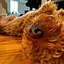 Brownie joined the competition — help win amazing prizes! dog, nose, curly_fur, wooden_floor, indoor, living_room, piano, window, light, fur, pet, closeup, relaxed, home, cozy, brown, animal, sleeping, floor, domestic