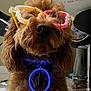 Brownie joined the competition — help win amazing prizes! dog, brown_fur, glasses, neon, butterfly_shaped_glasses, glowing_collar, indoor, floor, chair, person, feet, furniture, pet_accessory, cute, portrait, animal, fluffy, close_up, toy_glasses, collar_ring