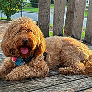 Brownie is registered to the contest to win money with this photo: dog, curly_fur, bench, outdoor, sunlight, tongue_out, pet, relaxed, wood, fence, greenery, leash, collar, tag, daylight, animal, fur, canine, happy, nature