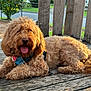 dog, curly_fur, bench, outdoor, sunlight, tongue_out, pet, relaxed, wood, fence, greenery, leash, collar, tag, daylight, animal, fur, canine, happy, nature