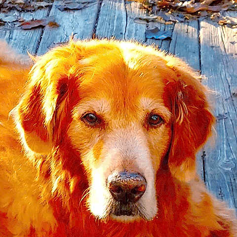 Buddy Bear