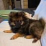 Aïko participe au concours pour gagner de l'argent avec cette photo : puppy, dog, pet, fluffy, couch, indoor, cute, animal, fur, small, resting, brown, black, paw, face, eyes, nose, home, cozy, blanket