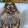 black_fur, brown_fur, chair, dog, fluffy, garden, greenery, happy, long_hair, looking_at_camera, open_mouth, outdoor, pet, portrait, rope, sitting, small_dog, tan_fur, tongue_out, wooden_fence