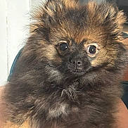 Aïko participe au concours pour gagner de l'argent avec cette photo : dog, puppy, pomeranian, fluffy, fur, close_up, cute, pet, animal, face, small_dog, brown_fur, wide_eyes, portrait, indoors, hand, holding, adorable, furry, young