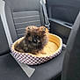 Aïko a rejoint le concours — aidez-le/la à gagner de superbes lots ! dog, puppy, pet_bed, car_interior, backseat, seatbelt, window, black_seat, checkered_pattern, fluffy, small_dog, cute, animal, domestic_animal, travel, vehicle, resting, indoor, seat, companion