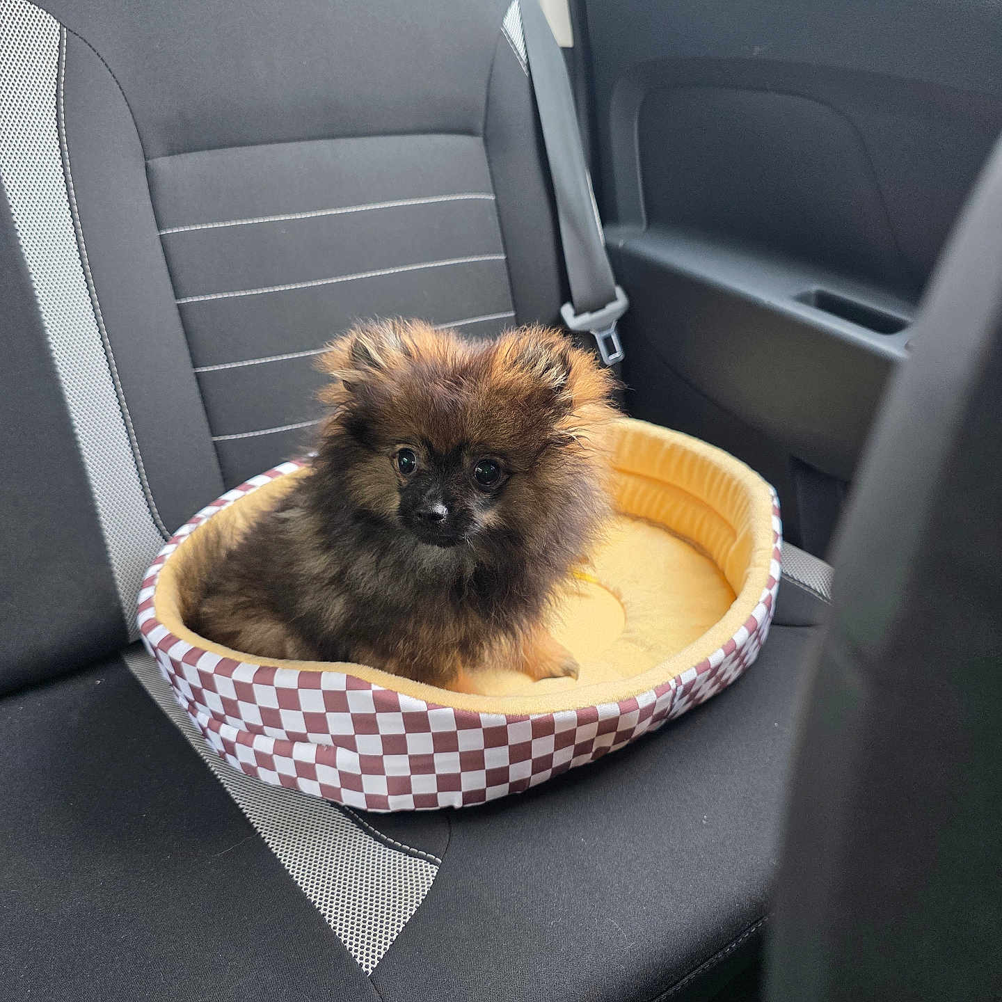 Aïko a rejoint le concours — aidez-le/la à gagner de superbes lots ! animal, backseat, black_seat, car_interior, checkered_pattern, companion, cute, dog, domestic_animal, fluffy, indoor, pet_bed, puppy, resting, seat, seatbelt, small_dog, travel, vehicle, window