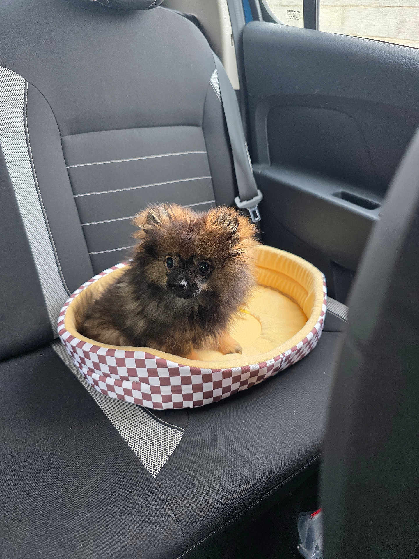 Aïko a rejoint le concours — aidez-le/la à gagner de superbes lots ! dog, puppy, pet_bed, car_interior, backseat, seatbelt, window, black_seat, checkered_pattern, fluffy, small_dog, cute, animal, domestic_animal, travel, vehicle, resting, indoor, seat, companion