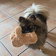 Aïko participe au concours pour gagner de l'argent avec cette photo : animal, black_fur, bone_toy, brown_fur, companion_animal, cute, dog, fluffy, holding_toy, home, indoors, long_hair, looking_at_camera, pet, playful, plush_toy, portrait, small_dog, tile_floor, toy