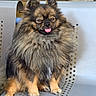 Aïko participe au concours pour gagner de l'argent avec cette photo : adorable, animal, black, brown, chair, cute, dog, ears, fluffy, fur, long_hair, outdoor, pet, portrait, puppy, sitting, small_dog, tan, tongue_out, wooden_background