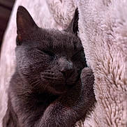 Layla joined the competition — help win amazing prizes! animal, cat, close_up, cozy, cute, domestic_animal, feline, fluffy_blanket, fur, gray_cat, indoor, nap, peaceful, pet, relaxed, resting, sleeping, soft_texture, warm, whiskers