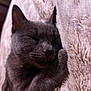animal, cat, close_up, cozy, cute, domestic_animal, feline, fluffy_blanket, fur, gray_cat, indoor, nap, peaceful, pet, relaxed, resting, sleeping, soft_texture, warm, whiskers