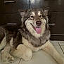 Lilo is registered to the contest to win money with this photo: dog, canine, pet, tongue_out, happy, fluffy, fur, indoor, tile_floor, cabinet, wooden_furniture, relaxed, paw, cute, smiling, animal, companion, domestic, mammal, resting