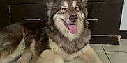 Lilo is registered to the contest to win money with this photo: dog, canine, pet, tongue_out, happy, fluffy, fur, indoor, tile_floor, cabinet, wooden_furniture, relaxed, paw, cute, smiling, animal, companion, domestic, mammal, resting