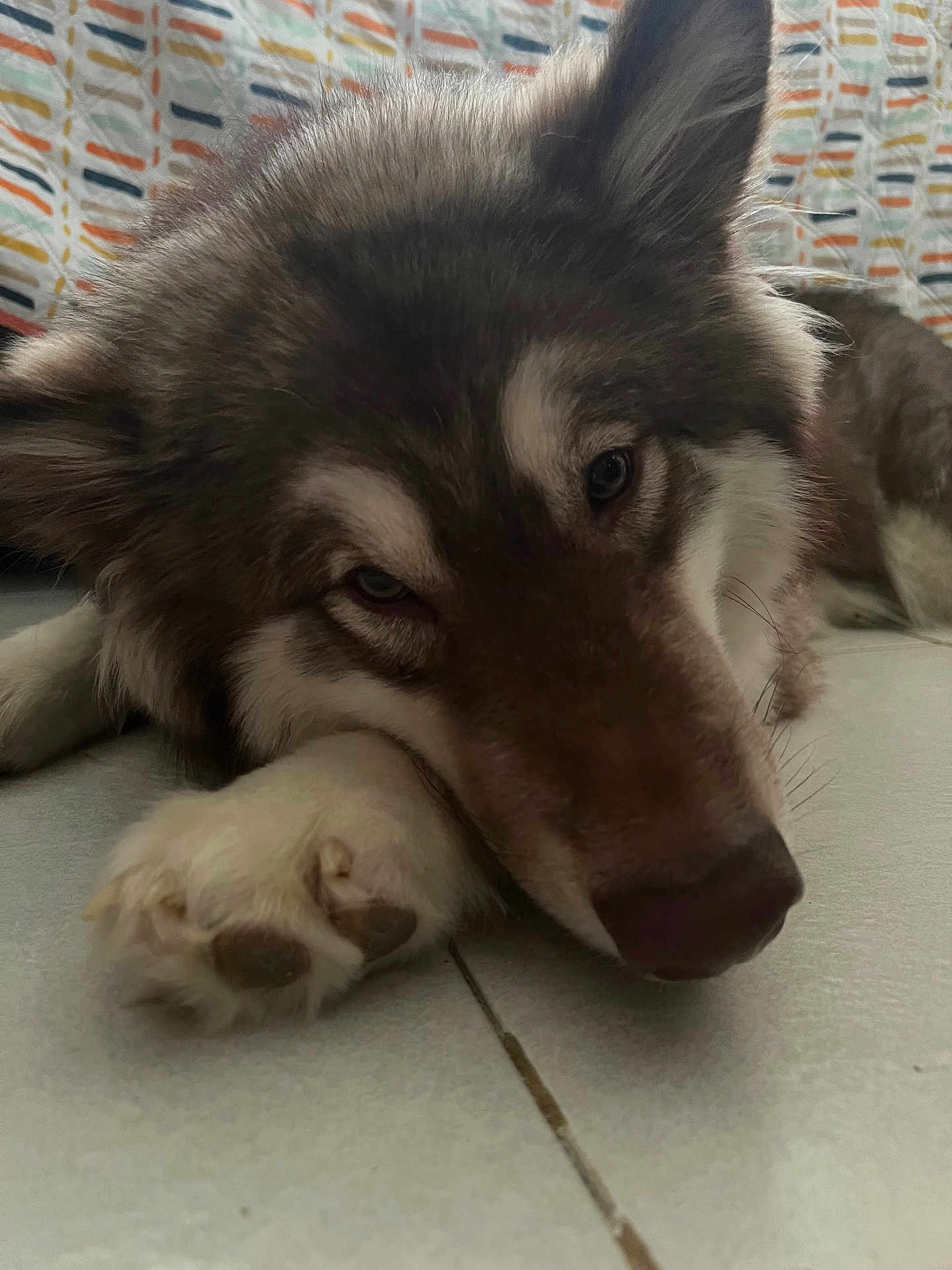 Lilo joined the competition — help win amazing prizes! dog, canine, pet, fur, paw, nose, lying_down, resting, closeup, indoor, floor, tile, sleepy, animal, mammal, ears, eyes, portrait, cozy, background
