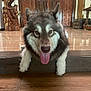 Lilo is registered to the contest to win money with this photo: dog, animal, pet, tongue_out, fluffy, indoor, wood_floor, wooden_furniture, carved_wood, relaxed, cute, mammal, ears_up, front_paws, looking_at_camera, house, interior, brown, fur, companion