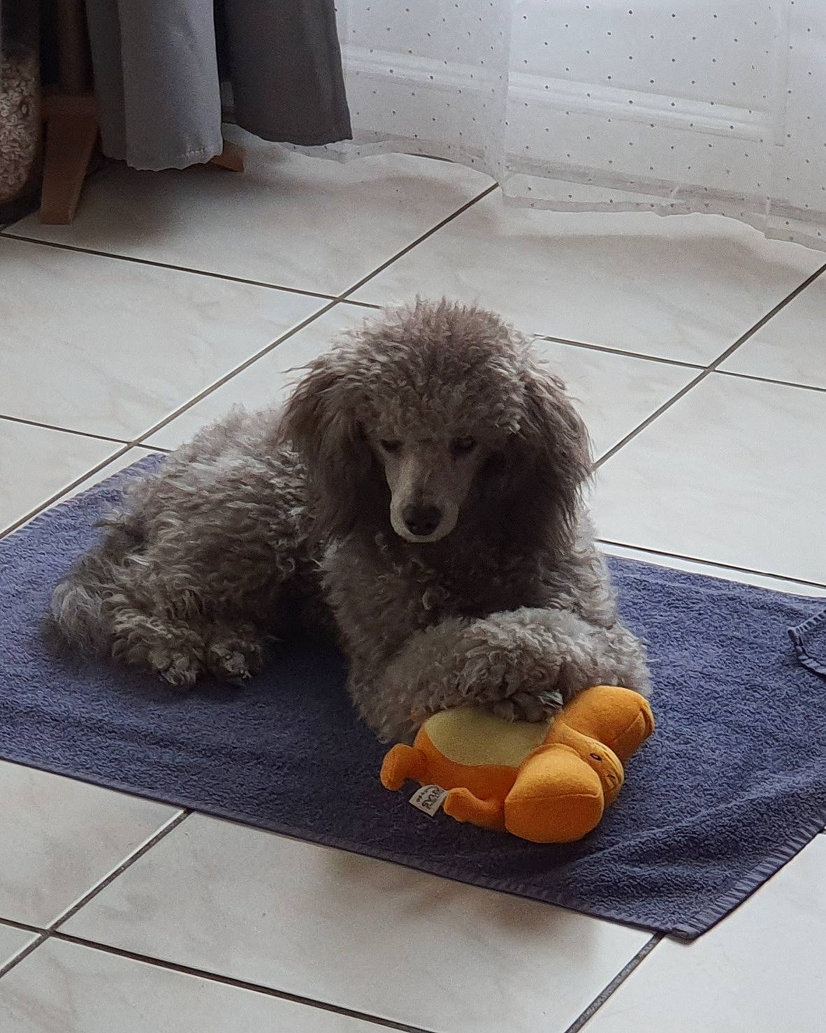 Saxo a rejoint le concours — aidez-le/la à gagner de superbes lots ! art, bear, brown_bear, canidae, companion_dog, dog_breed, flooring, fur, grey, hoary_marmot, marmot, porcupine, road_surface, snout, sporting_group, stuffed_toy, tail, terrestrial_animal, toy, wood