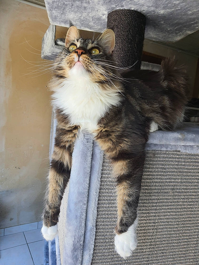 Sirius participe au concours pour gagner de l'argent avec cette photo : carnivore, cat, claw, domestic_short_haired_cat, fawn, felidae, fur, paw, small_to_medium_sized_cats, snout, tail, terrestrial_animal, whiskers, window