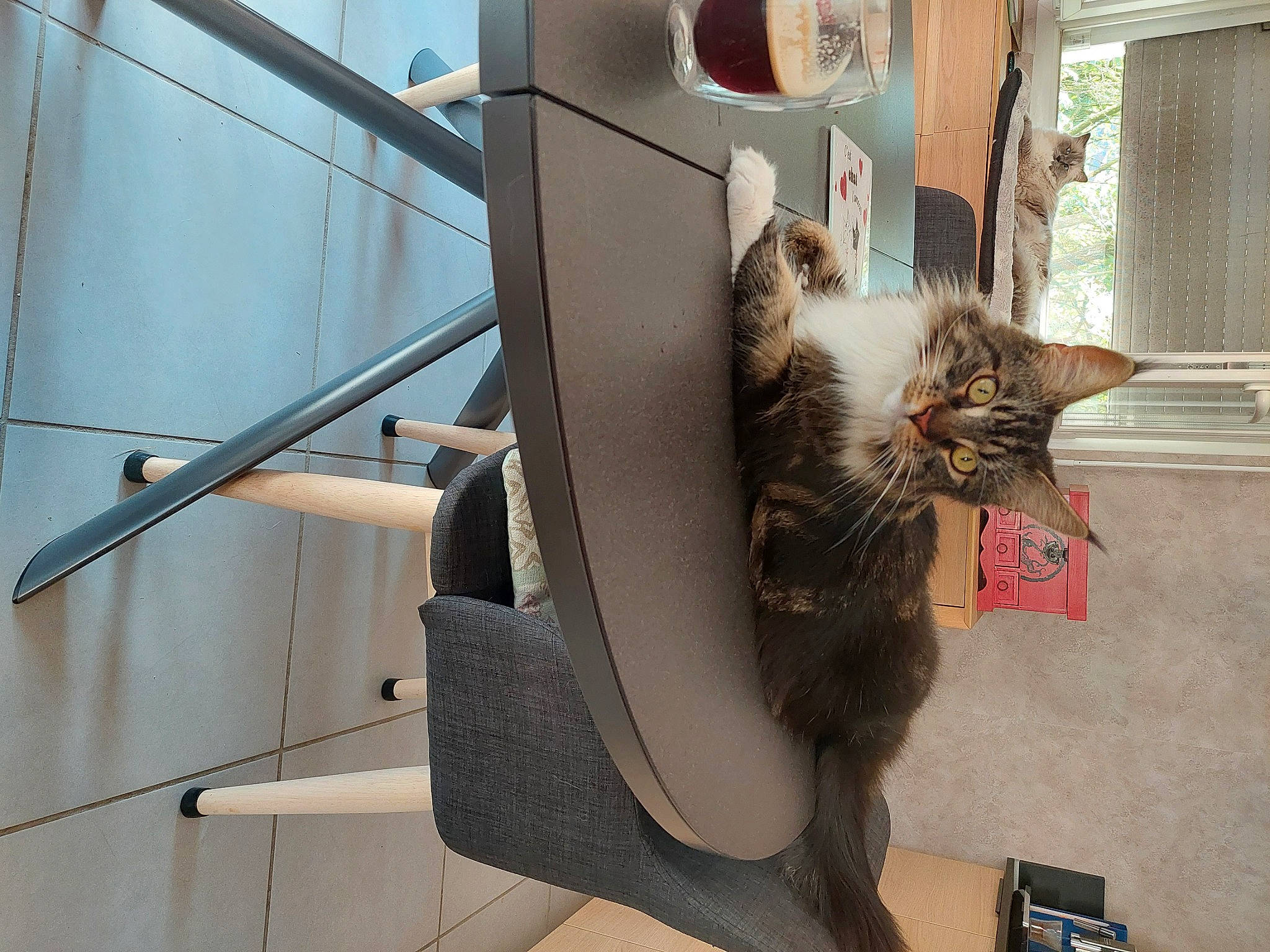 Sirius a rejoint le concours — aidez-le/la à gagner de superbes lots ! baggage, box, cardboard, carnivore, cat, domestic_short_haired_cat, felidae, flooring, flowerpot, fur, luggage_and_bags, metal, pet_supply, shipping_box, sitting, small_to_medium_sized_cats, tail, whiskers, window, wood