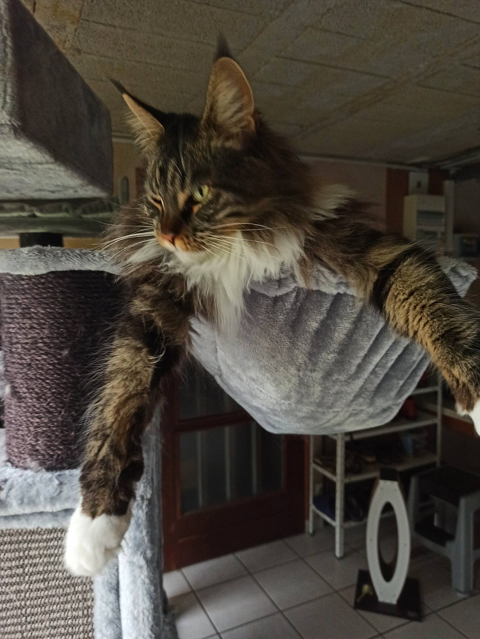 Sirius a rejoint le concours — aidez-le/la à gagner de superbes lots ! british_longhair, carnivore, cat, domestic_short_haired_cat, felidae, fur, maine_coon, mammal, small_to_medium_sized_cats, tail, terrestrial_animal, vertebrate, whiskers