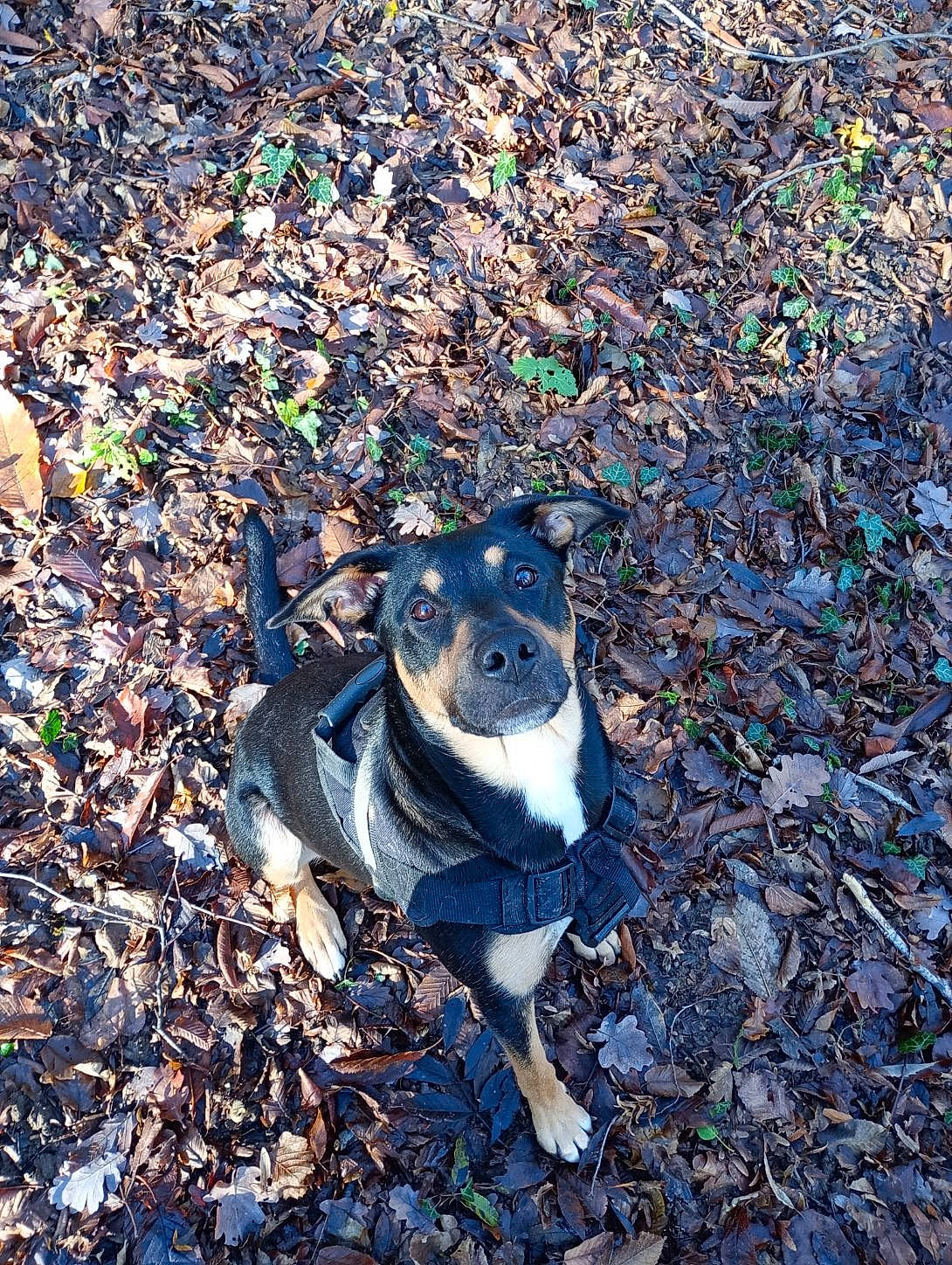 Elvira participe au concours pour gagner de l'argent avec cette photo : asphalt, canidae, carnivore, companion_dog, dog, dog_breed, electric_blue, grass, non_sporting_group, paw, road_surface, shadow, snout, soil, sporting_group, street_dog, tail, whiskers, working_animal