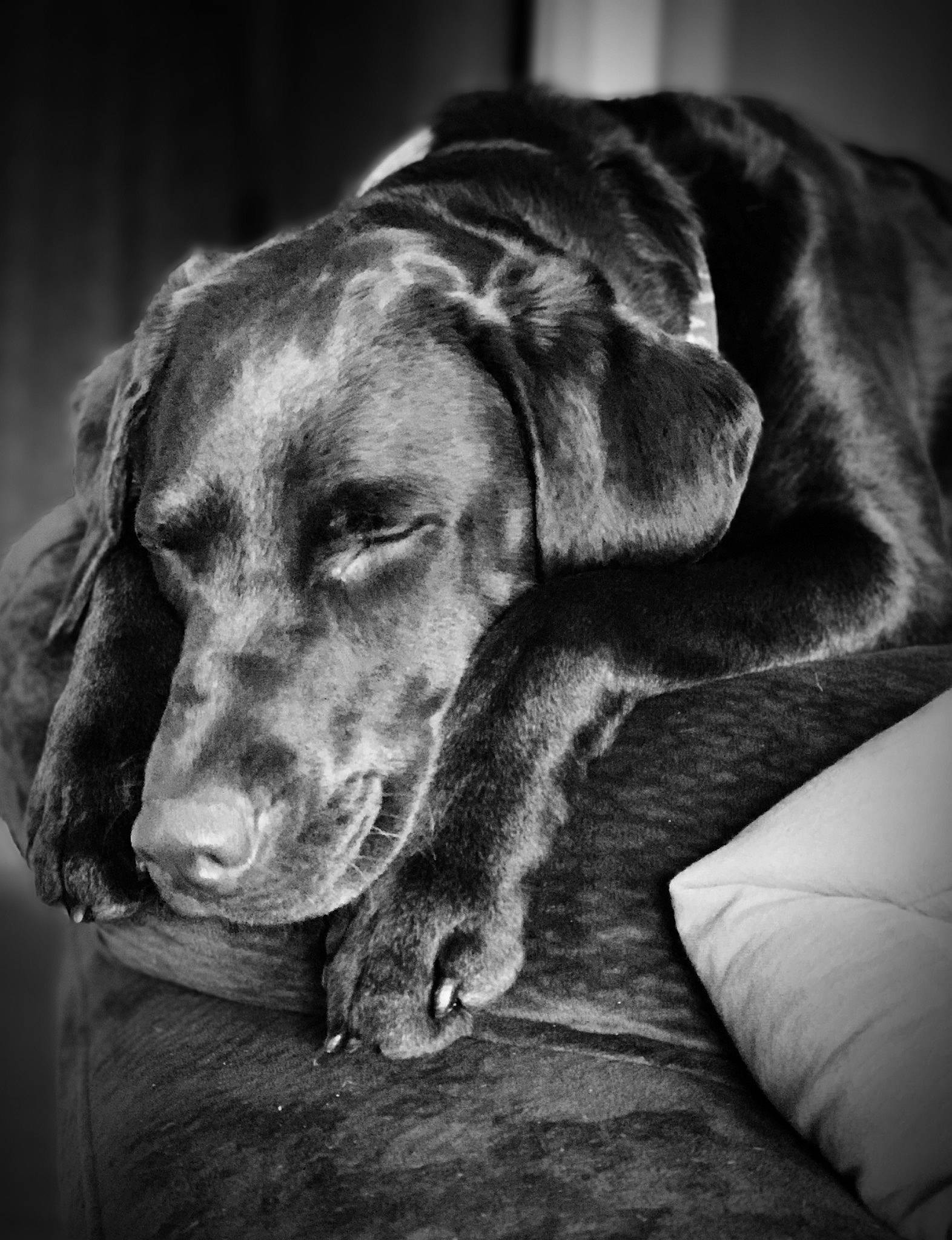 Chunker is registered to the contest to win money with this photo: black, black_and_white, canidae, carnivore, dog, dog_breed, ear, labrador_retriever, mammal, monochrome, monochrome_photography, nose, photography, pointer, retriever, snout, sporting_group, vizsla, weimaraner, whiskers